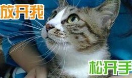 天津爆料小猫咪视频,小猫咪视频引发网友热议