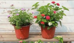 网络套路爆料案例最新视频,最新视频案例深度剖析