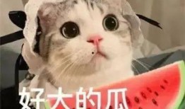 娱乐吃瓜君干了什么被骂,网友纷纷炮轰
