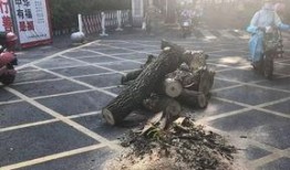 绵阳最新凯厦砍树爆料,真相与争议交织的环保风波