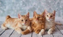 天津爆料小猫咪视频,小猫咪视频引发网友热议