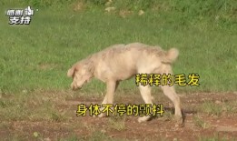 爆料救助狗狗视频播放,网友直播救助狗狗，温情满满引网友泪目