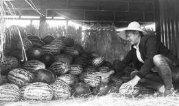 武都网红吃瓜群众事件始末,一场网络舆论的风波与反思