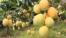 巧家芒果热点爆料视频,视频揭秘种植奇迹与丰收喜悦