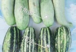 求网红吃瓜视频大全,全网热门网红吃瓜视频大盘点
