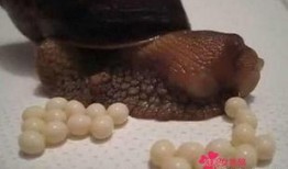 蜗牛爆料的视频